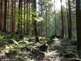 256 Terug naar Bischofsmais 6 (Large).jpg