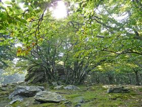 P1020858 (Large).JPG