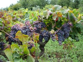 P1010529 (Large).JPG