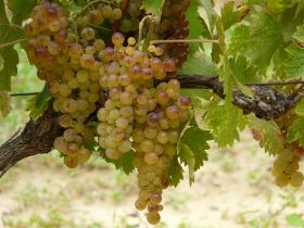 P1020534 (Large).JPG