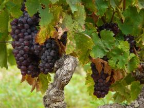 P1020536 (Large).JPG