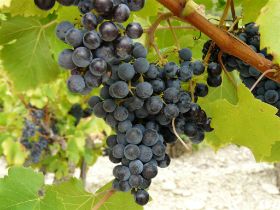 P1020541 (Large).JPG