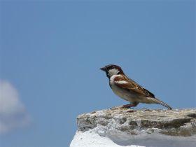 Afbeelding 128 (Large).jpg