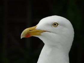 P1030495 (Large).JPG