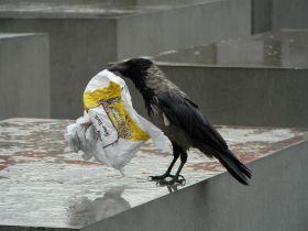 P1040727 (Large).JPG