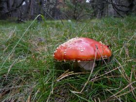 P1020733 (Large).JPG