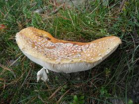 P1020739 (Large).JPG