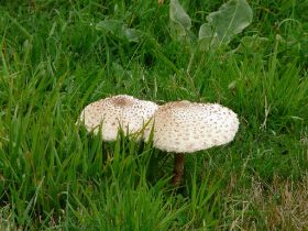 P1020754 (Large).JPG