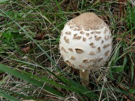 P1020761 (Large).JPG