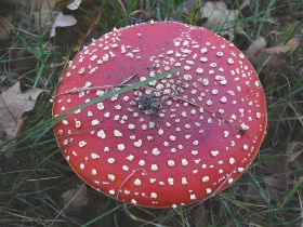 P1040452 (Large).JPG